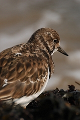 David Plant Photography - Wildlife Photography - Turnstone - M